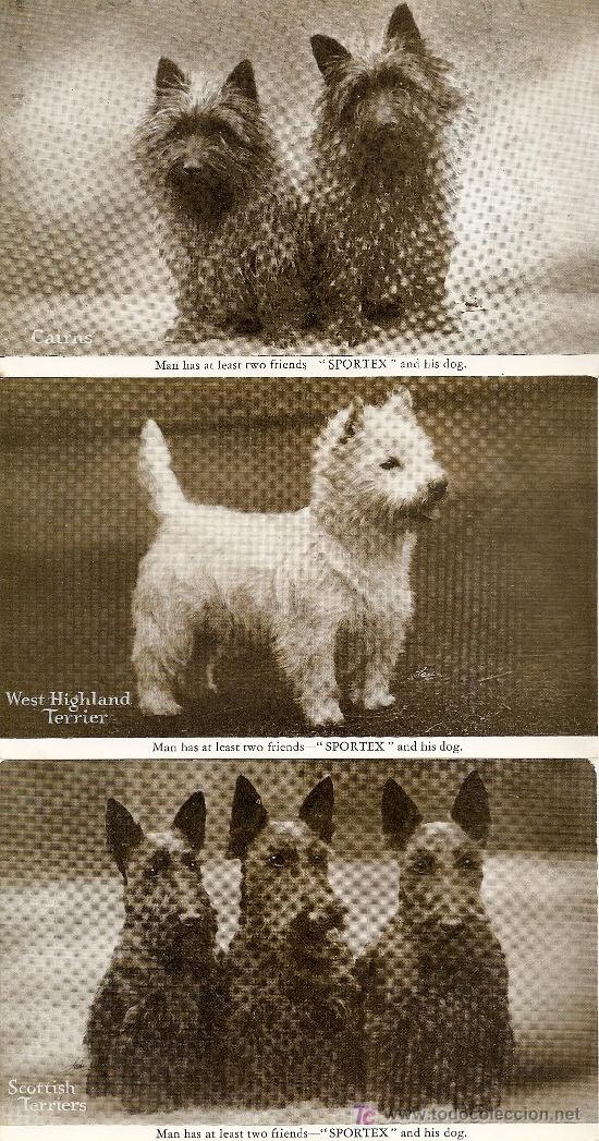 Postais: 3 POSTALES ANTIGUAS (PERROS ESCOCESES CAMPEONES)